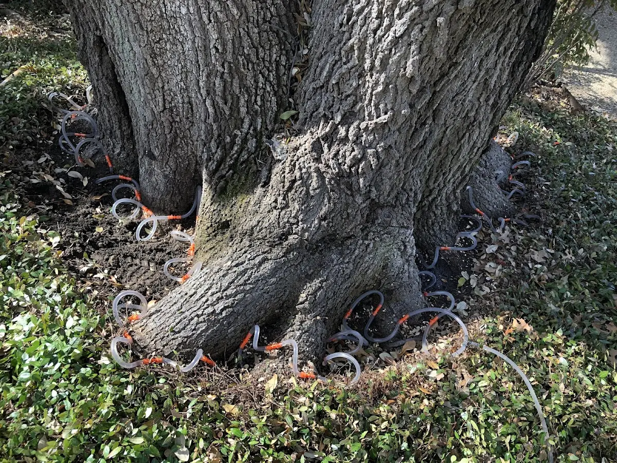 Detailed Shrub and Hedge Trimming job site in Bloomdale