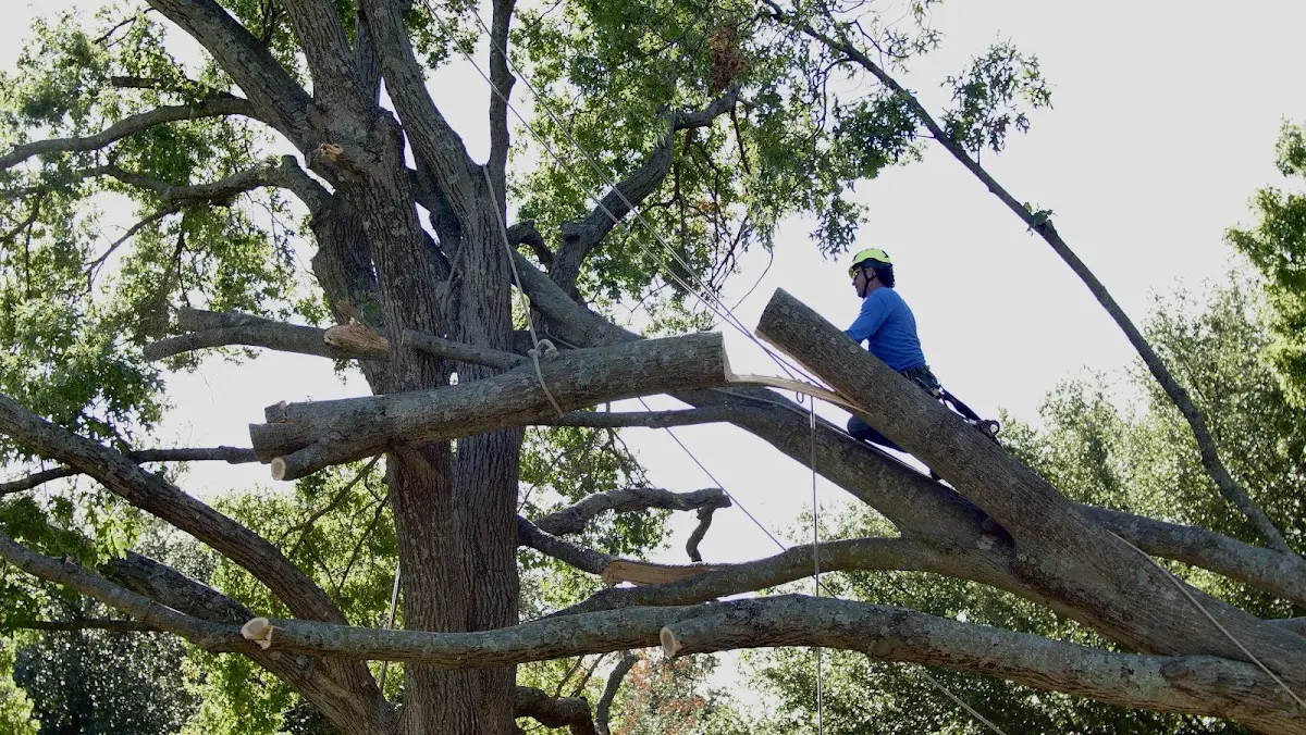 Professional Hazardous Tree Removal performed by certified arborists in Bloomdale